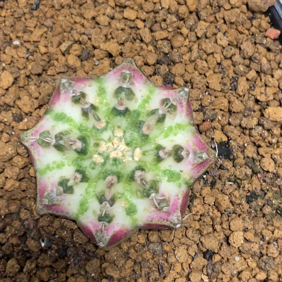 当前无花朵，栽培后可花朵白海神