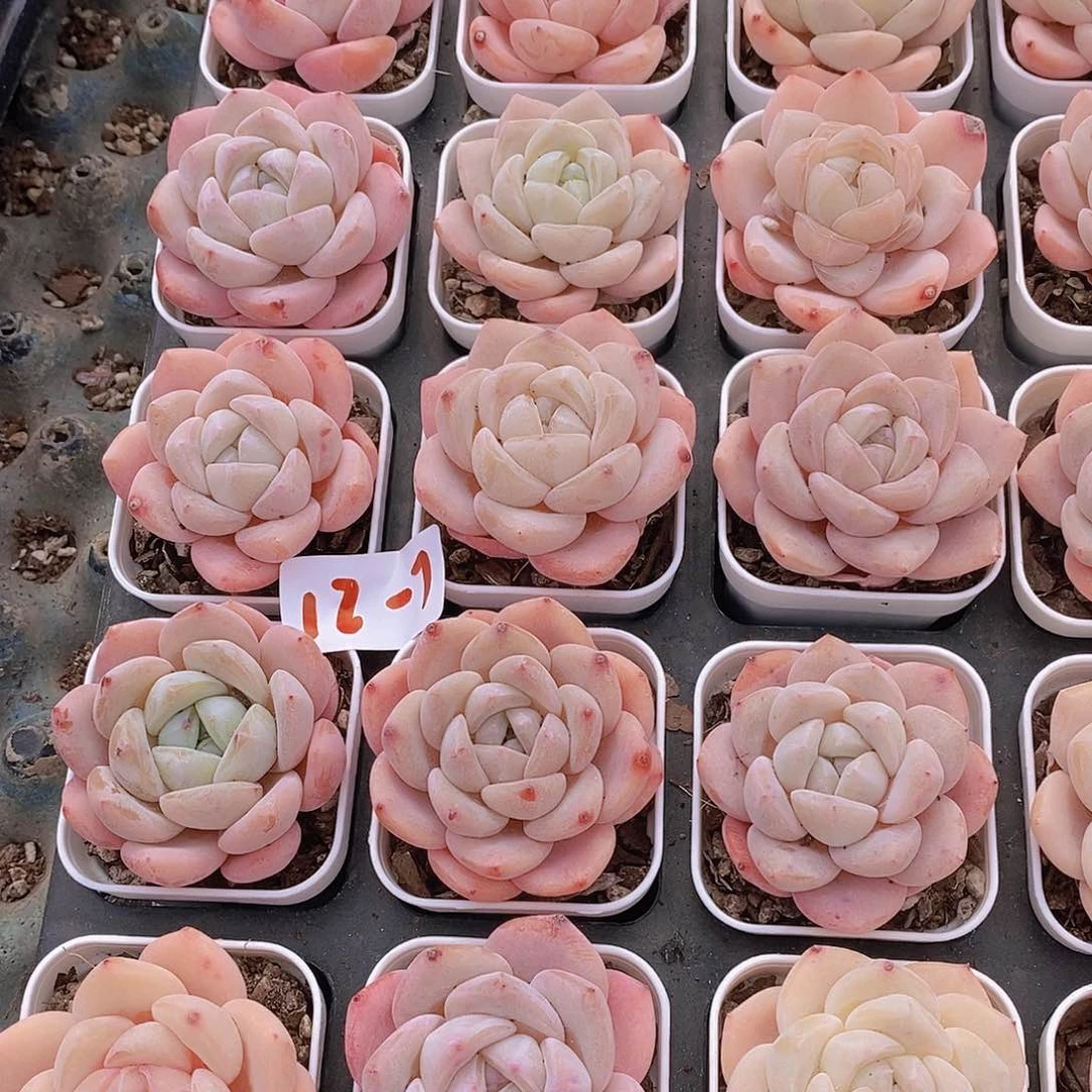 12-7小冰橙单头一颗量拍