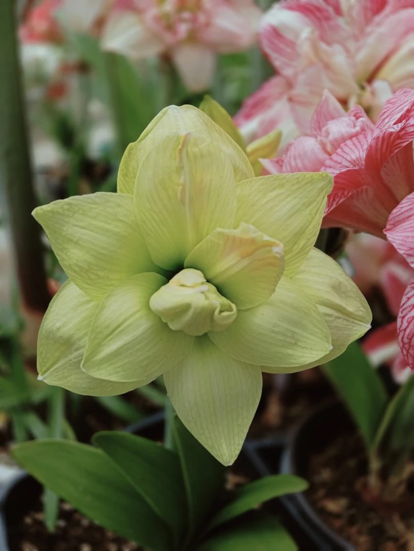 黄玫瑰.剪叶裸球发货7+6+5+4+