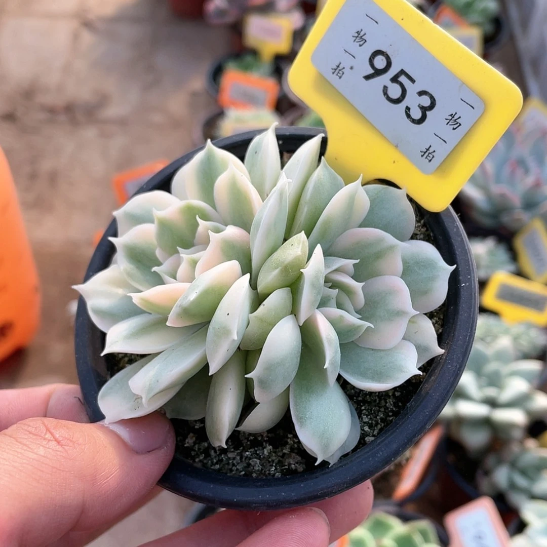 【闪购商品】无花朵953