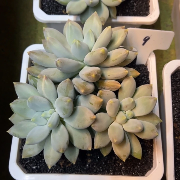 秋***茶9哥特萝莉一物一拍