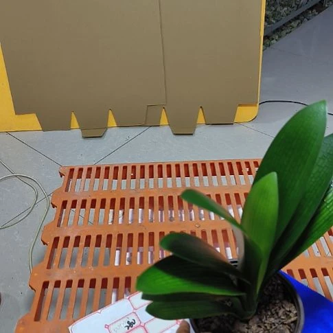 当前无花栽培后可以开花