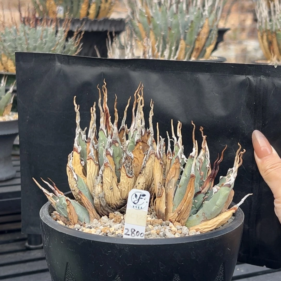 无花朵妖炎熟桩带盆 8折价 稀有群生 超曲