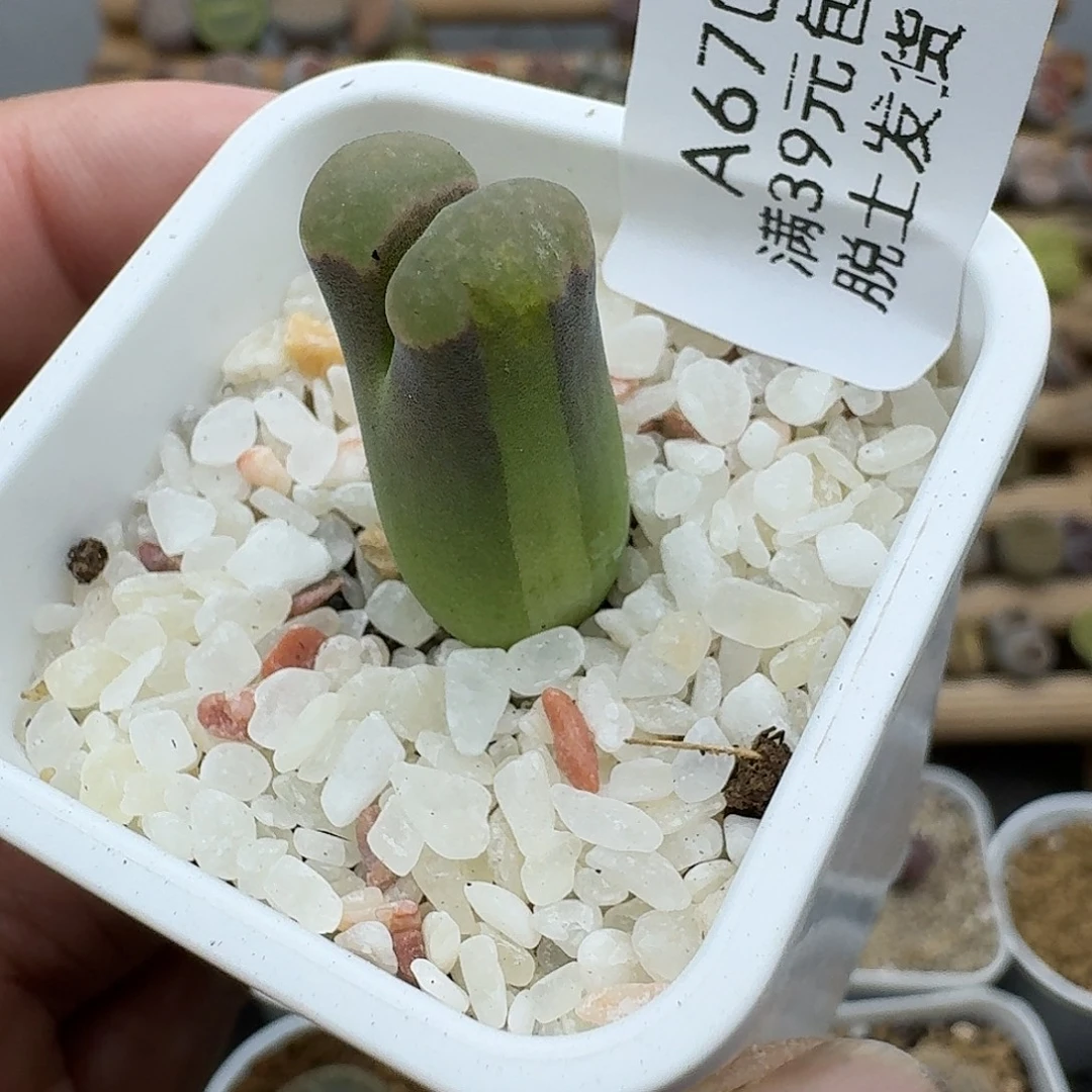 670多肉哈哈哈哈哈