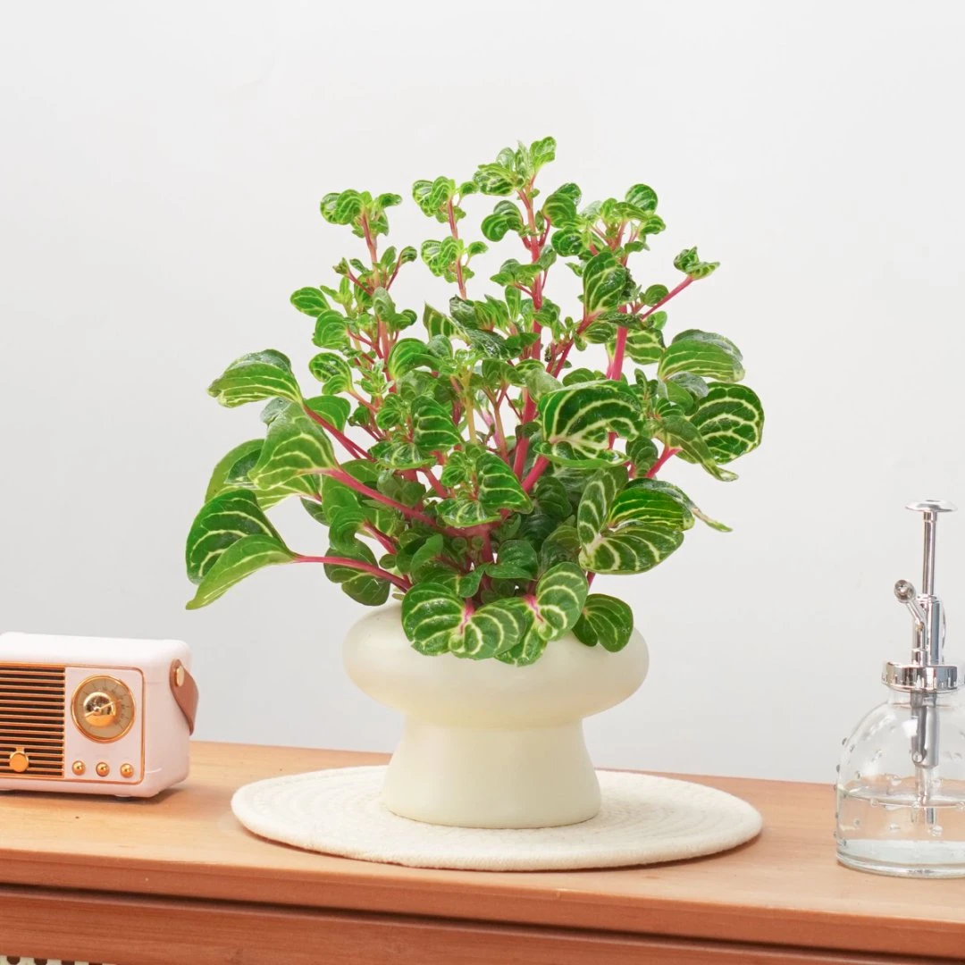 钱多多盆栽锦叶雪苋草本懒人好养活花卉观叶室内桌面摆放绿植