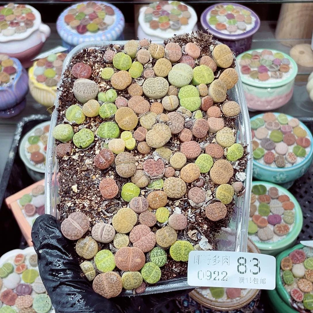 闲***飞生石花满18包邮0922-83