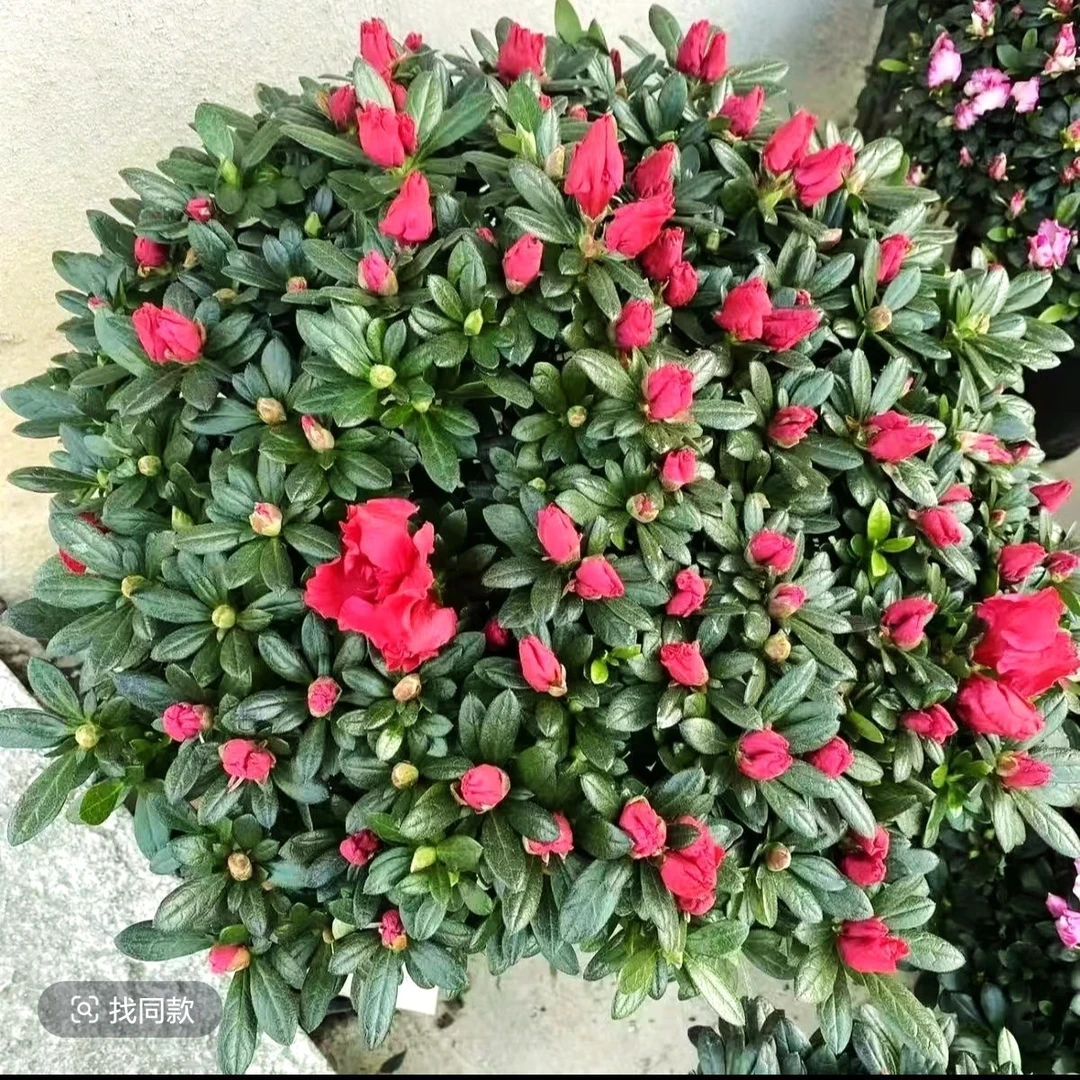 中国红杜鹃花盆栽绿植