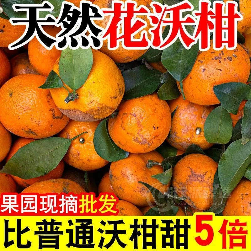 正宗广西乌柑非洲柑黑皮花皮茂谷柑整箱当季新鲜水果皮薄橙子多汁