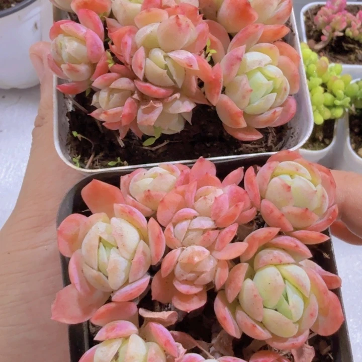 香水贝瑞福利一颗