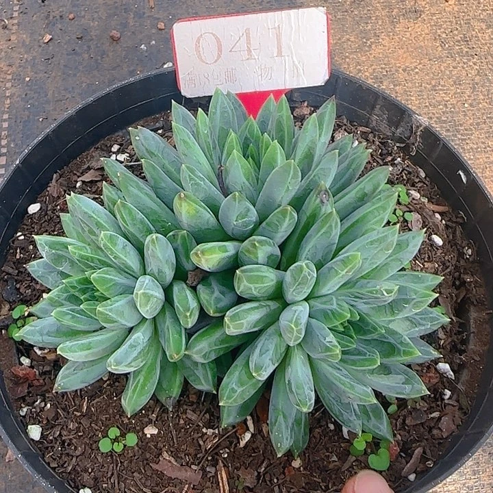 雪花美人041多肉植物