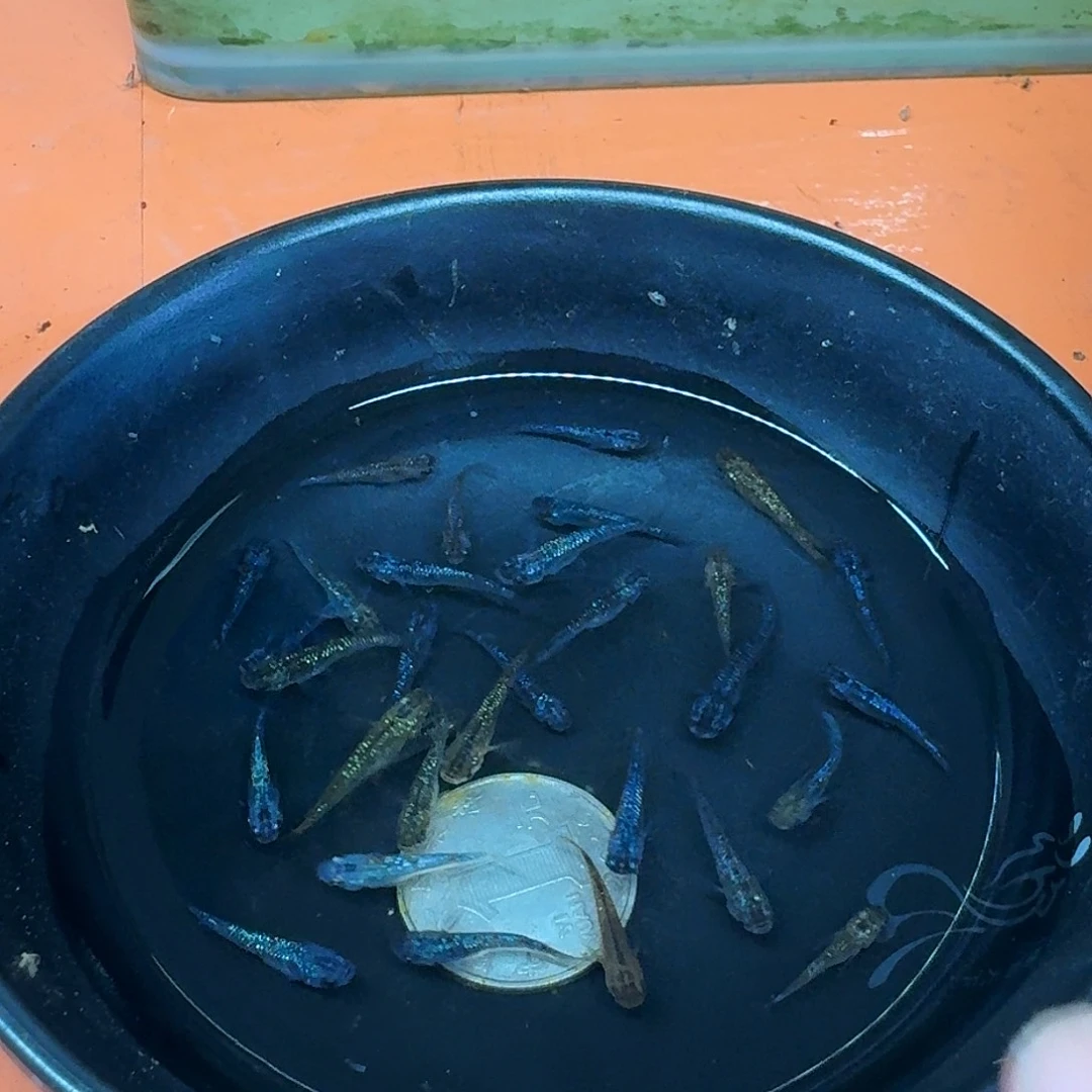 斑马鱼2组包邮1.5-2cm星光10条