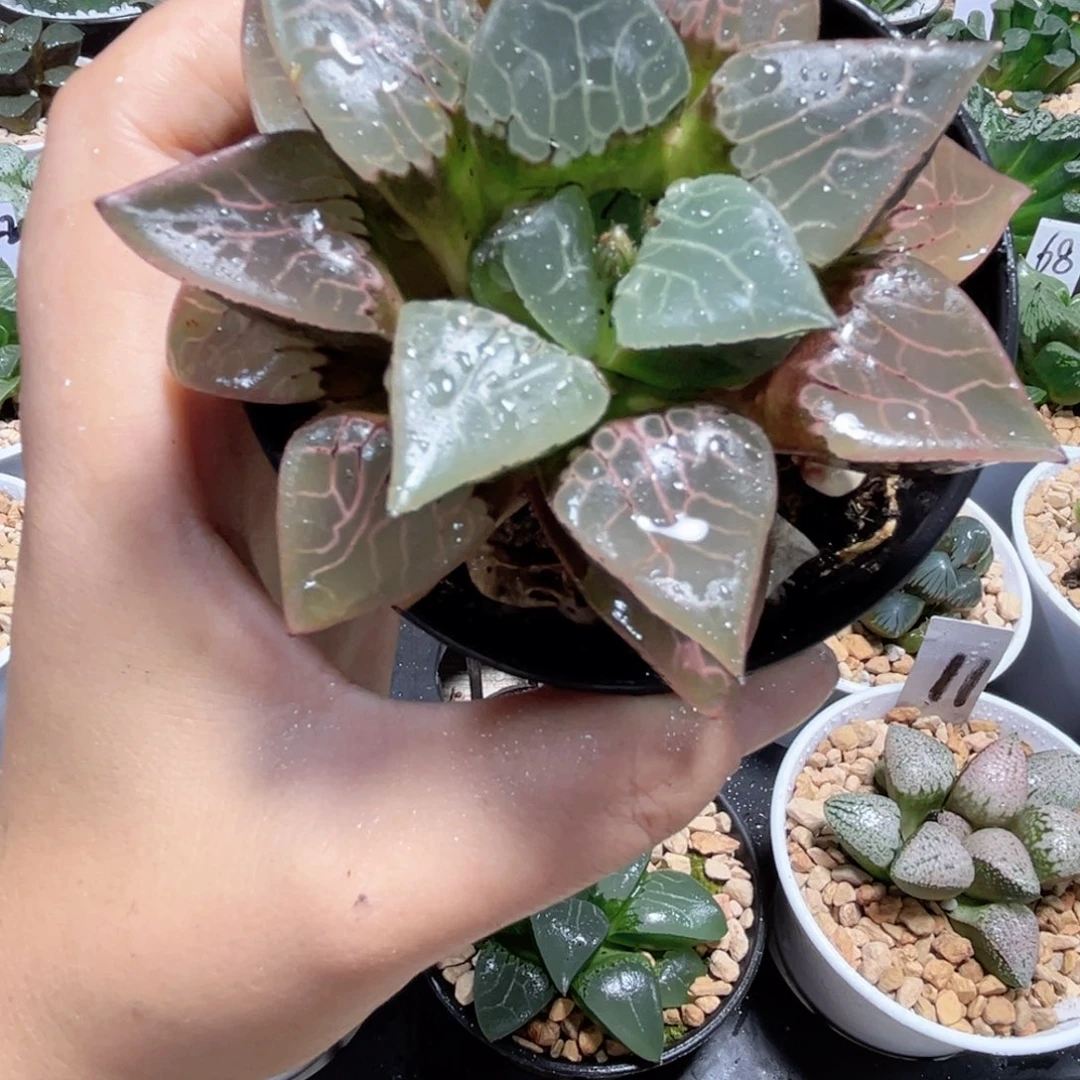 火凤凰克的植物6666