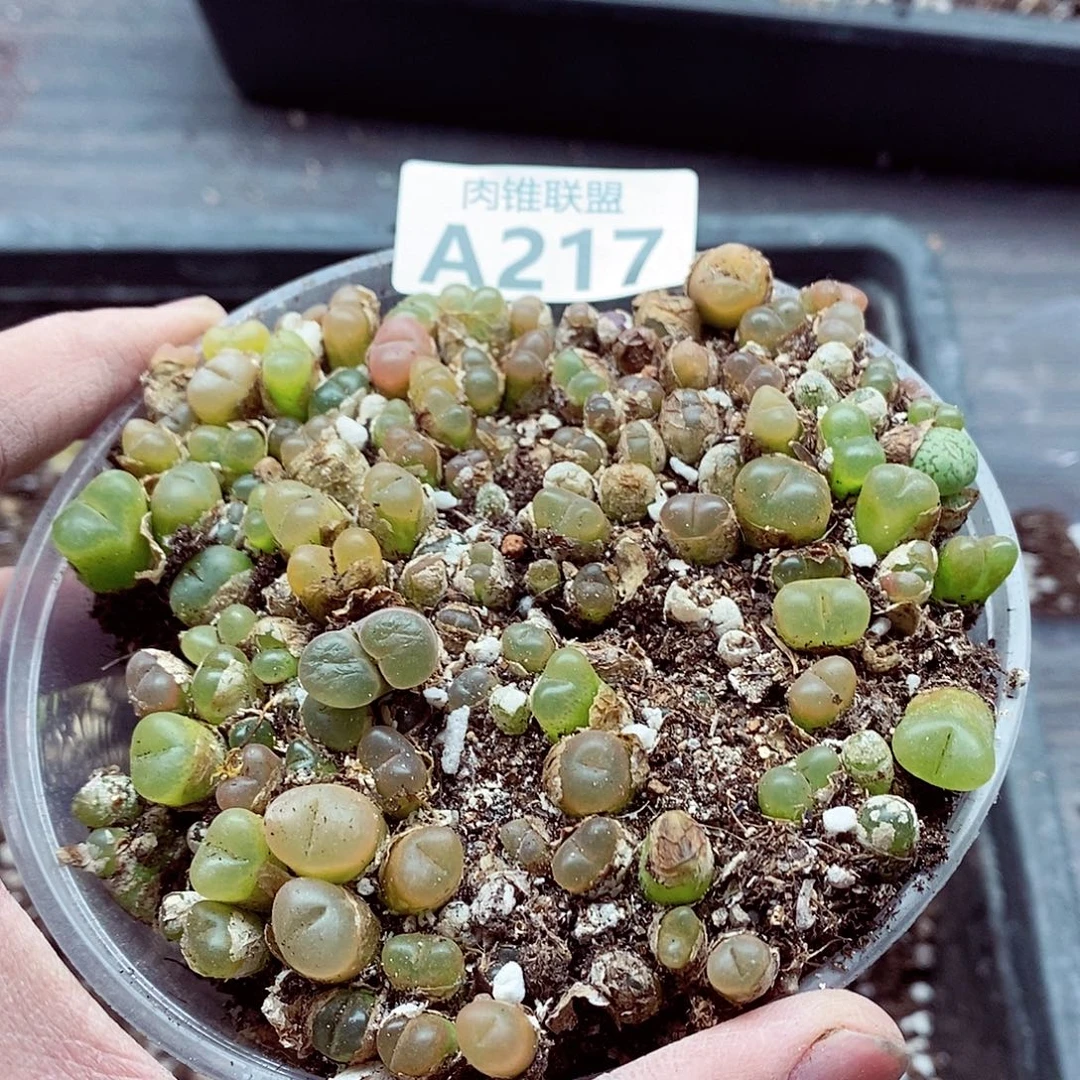 风***念217毛毛呃呃呃呃呃呃呃呃呃呃呃呃呃