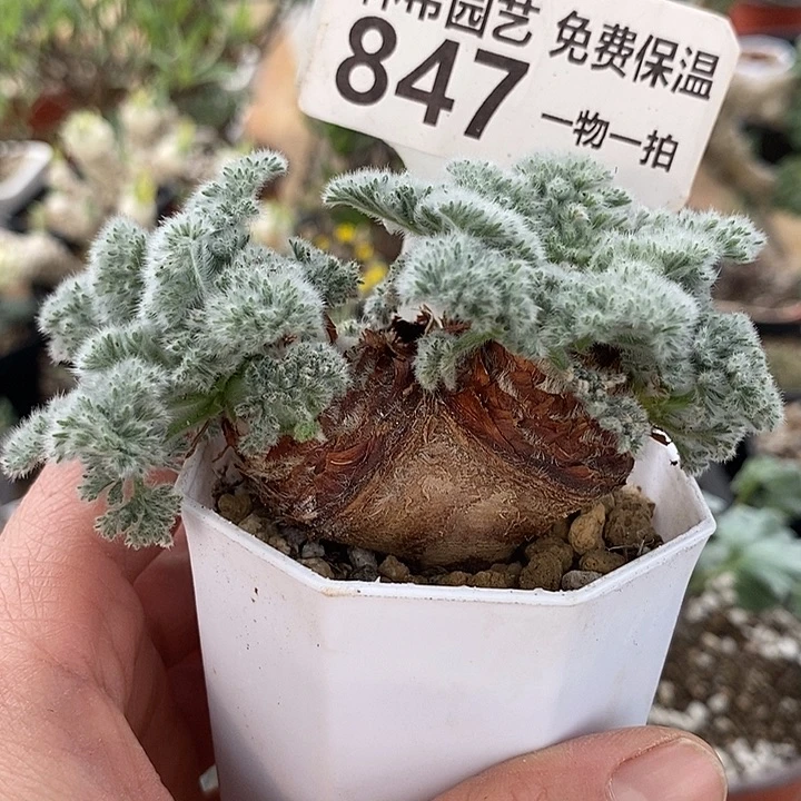 847羽叶洋葵带盆一一一一