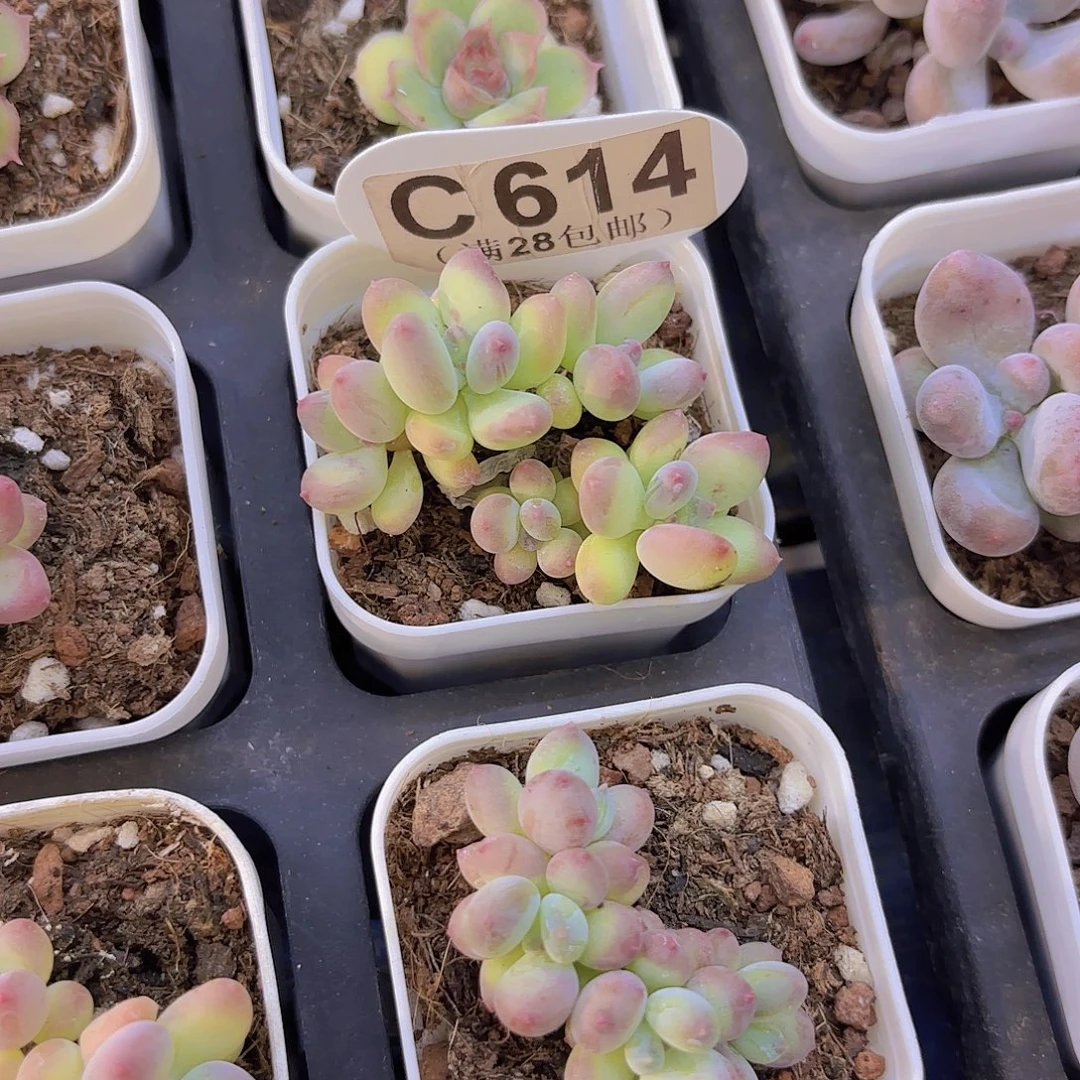C614苹果奶一物一拍