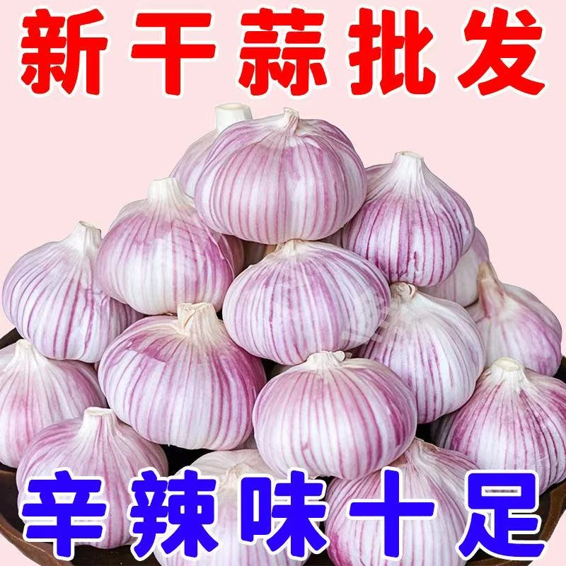 2025金乡新干蒜紫白皮大蒜便宜批发源头直发凉拌炒菜优质大蒜种子