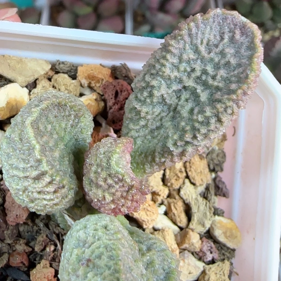 无花朵实生编号005母本