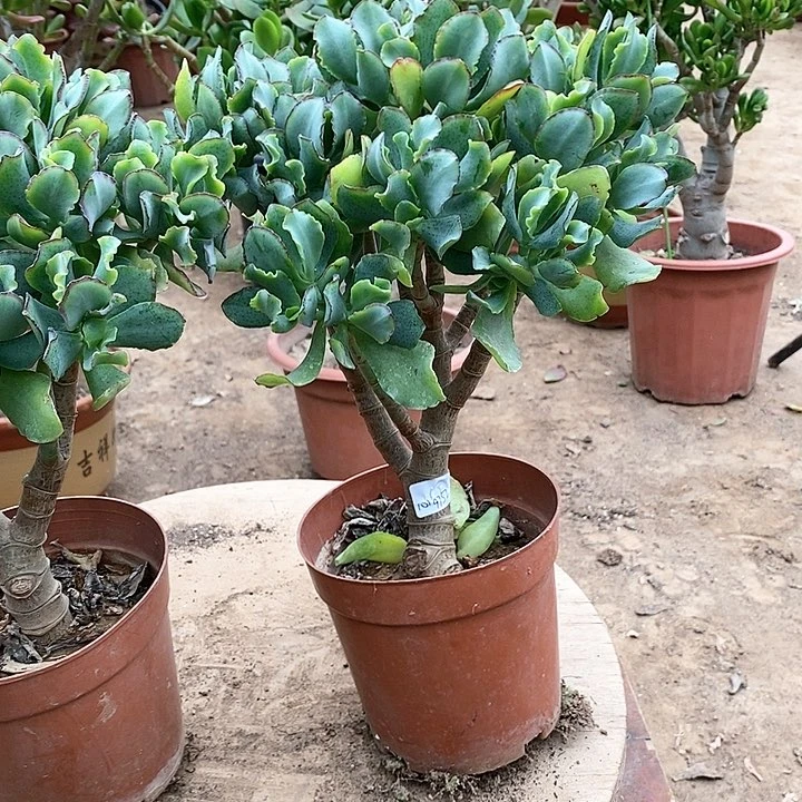 ༊****13海带玉树一物一拍