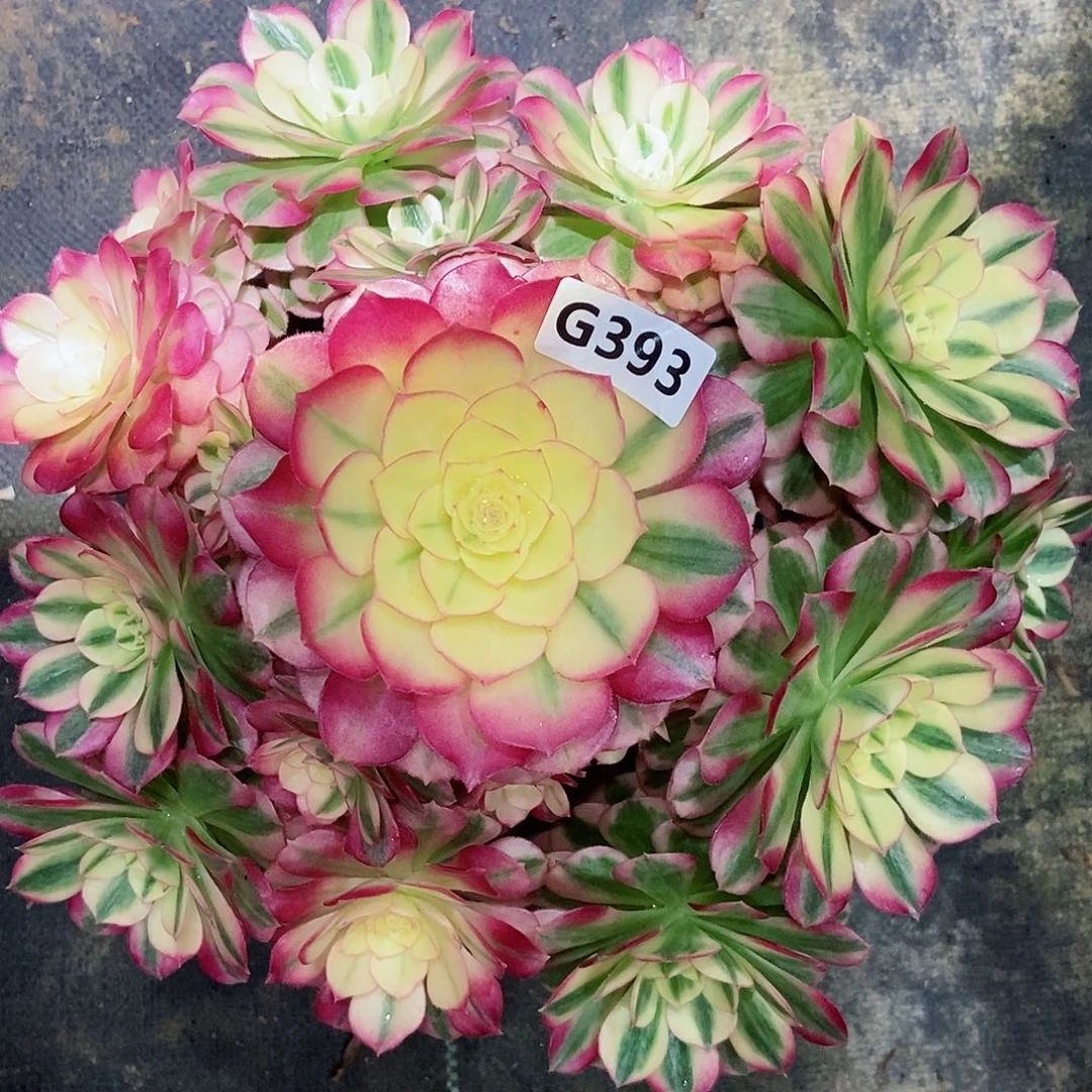 红陶393倾城3冠服25