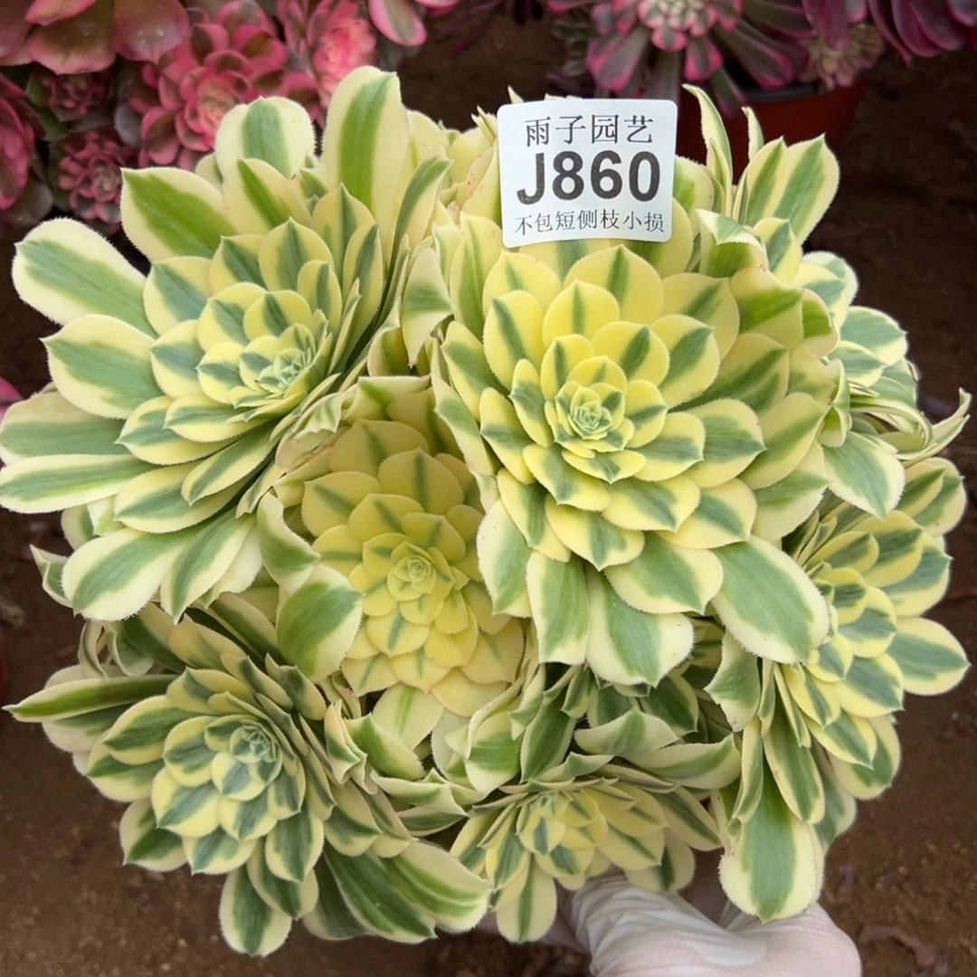 860迈巴赫尺寸23左右