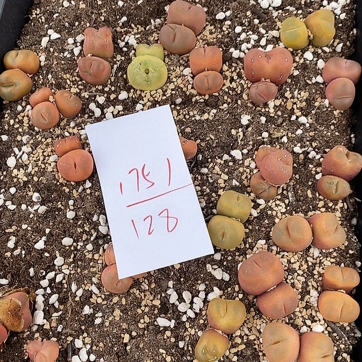 1751清框福利毛汉尼一筐