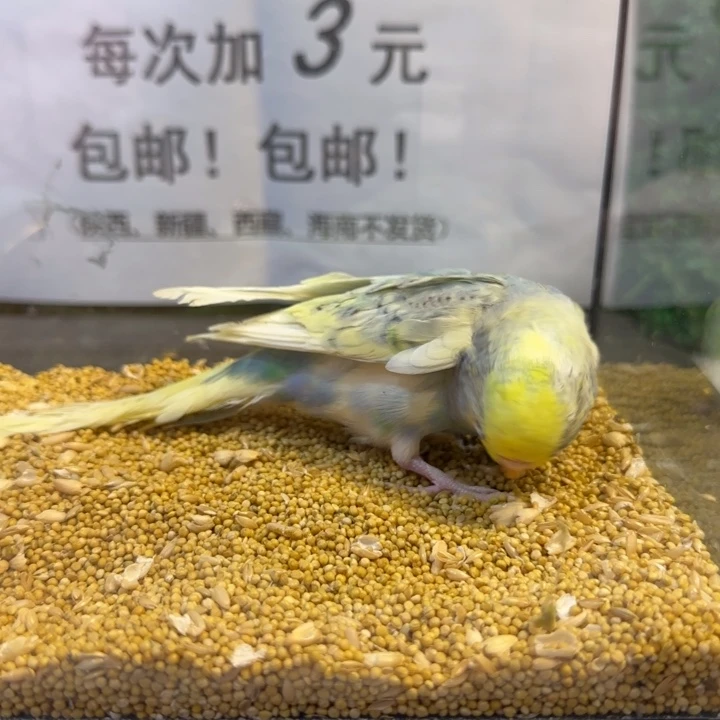 虎皮鹦鹉大头虎皮鹦鹉