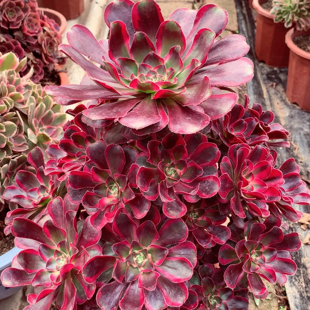 丽娜锦，多肉植物的