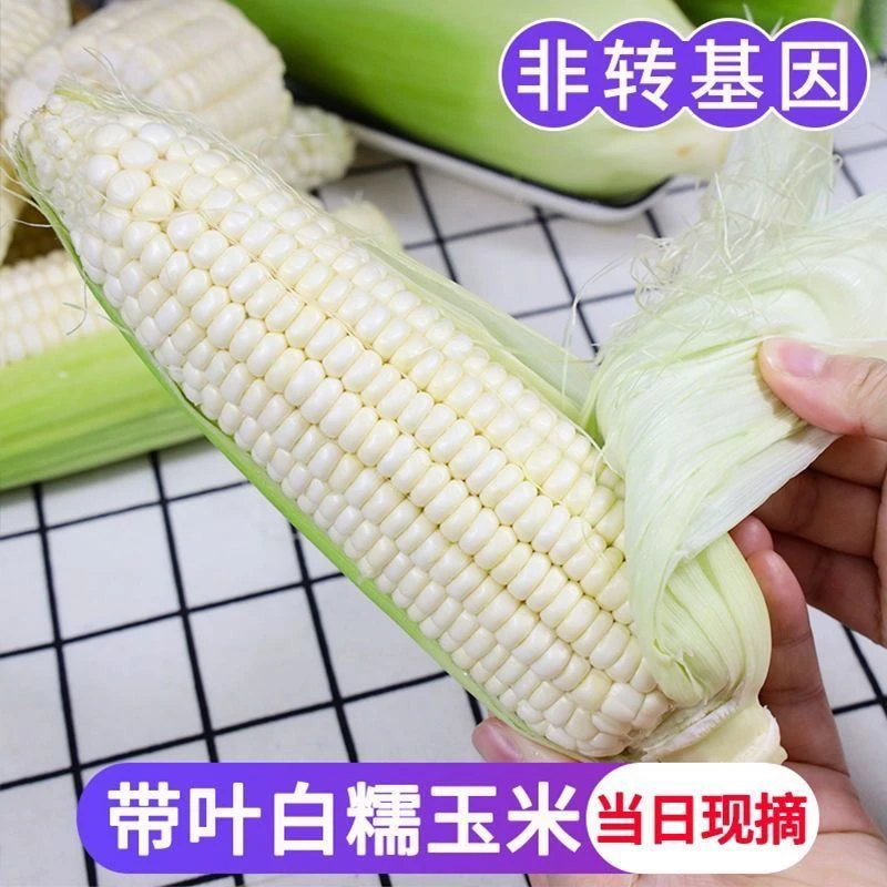 新鲜现摘带壳白糯玉米农家嫩甜爆浆嫩玉米大棒子新鲜玉米代餐整箱