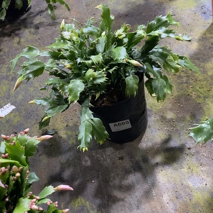 当前无花栽培后可以开花红**火688盆栽夫人