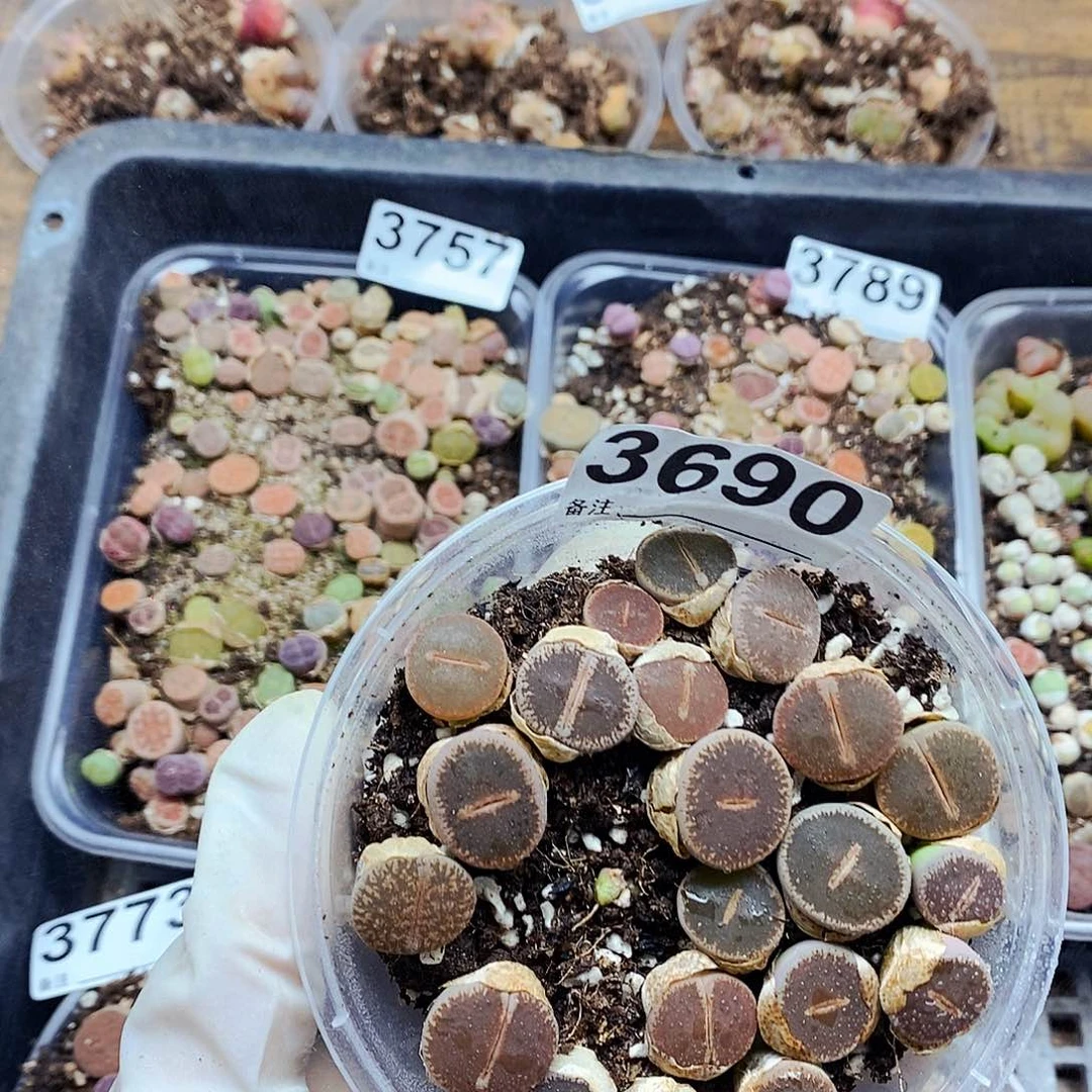 3690啊啊啊啊啊啊咯