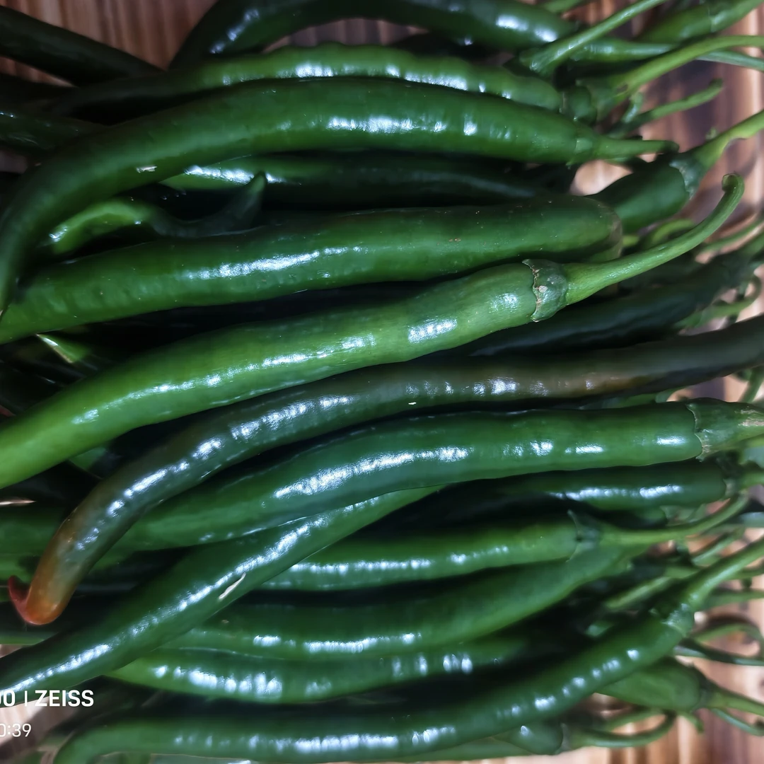 贵州农家自种新鲜二荆条青红辣椒现摘现发做泡椒剁椒香辣