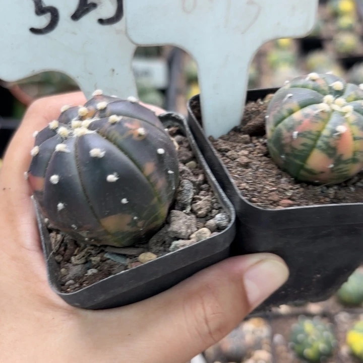 团***宝8073 525二个实生好养