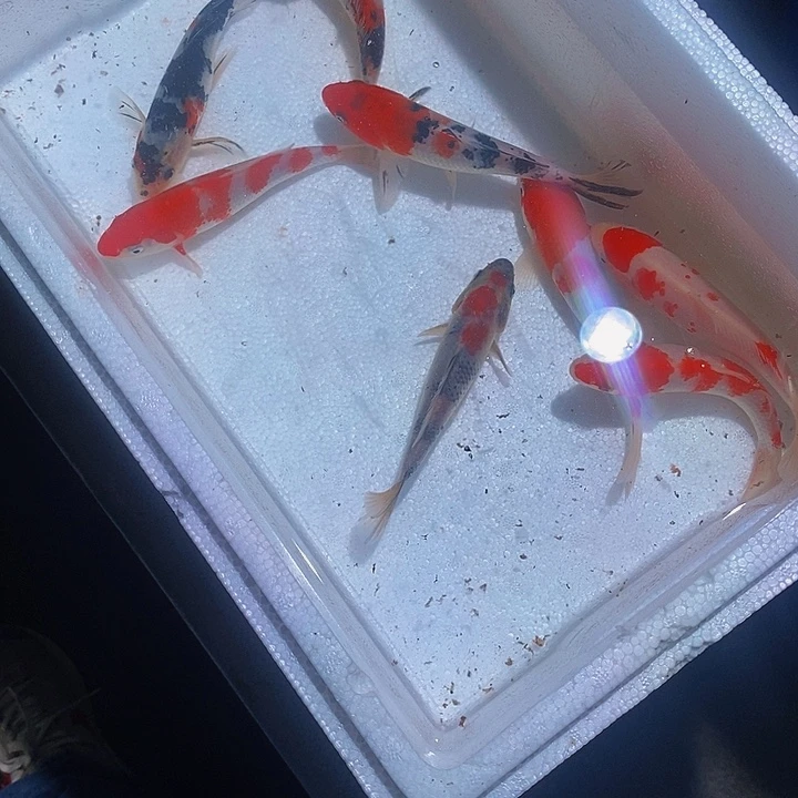 @***哥锦鲤锦鲤活鱼开箱包活