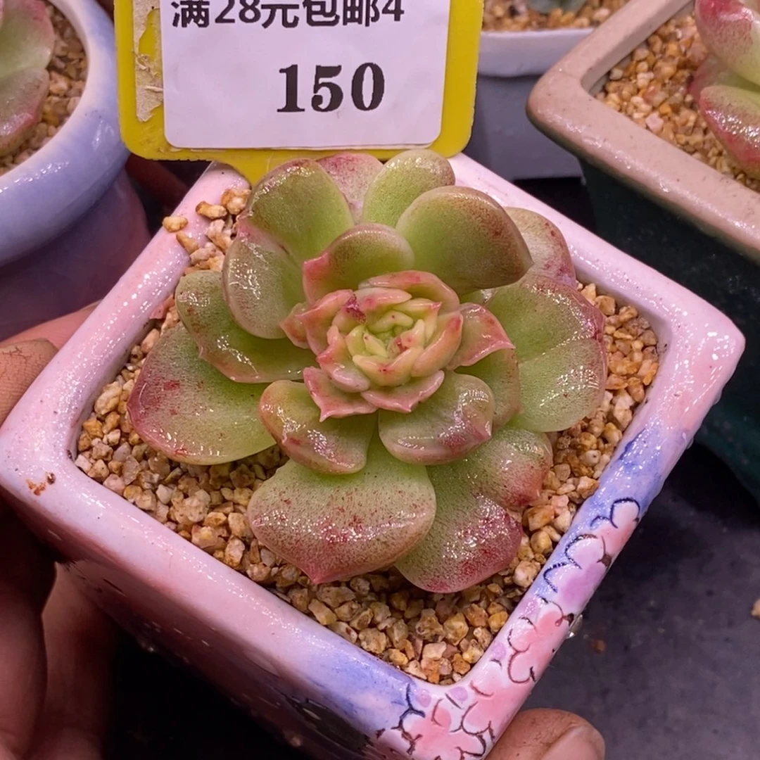 4150泡影变异拉丝锦