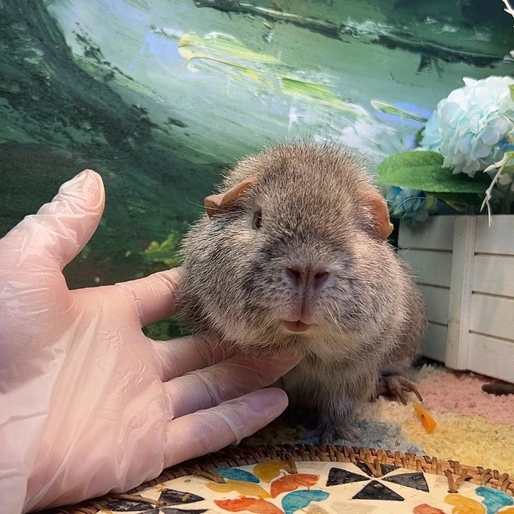 豚鼠美泰弟弟极品荷兰猪 豚鼠 家养考拉