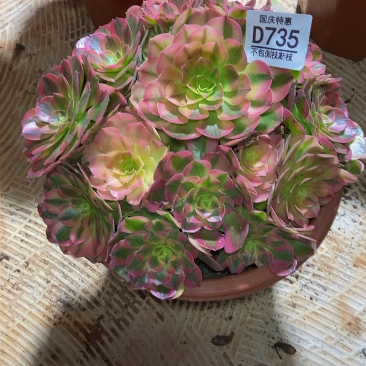 【闪购商品】懿*735雨荷多肉
