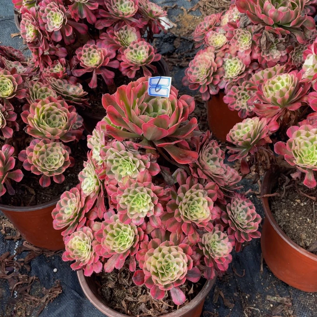用***06鲜花老桩红铜锦6鲜花
