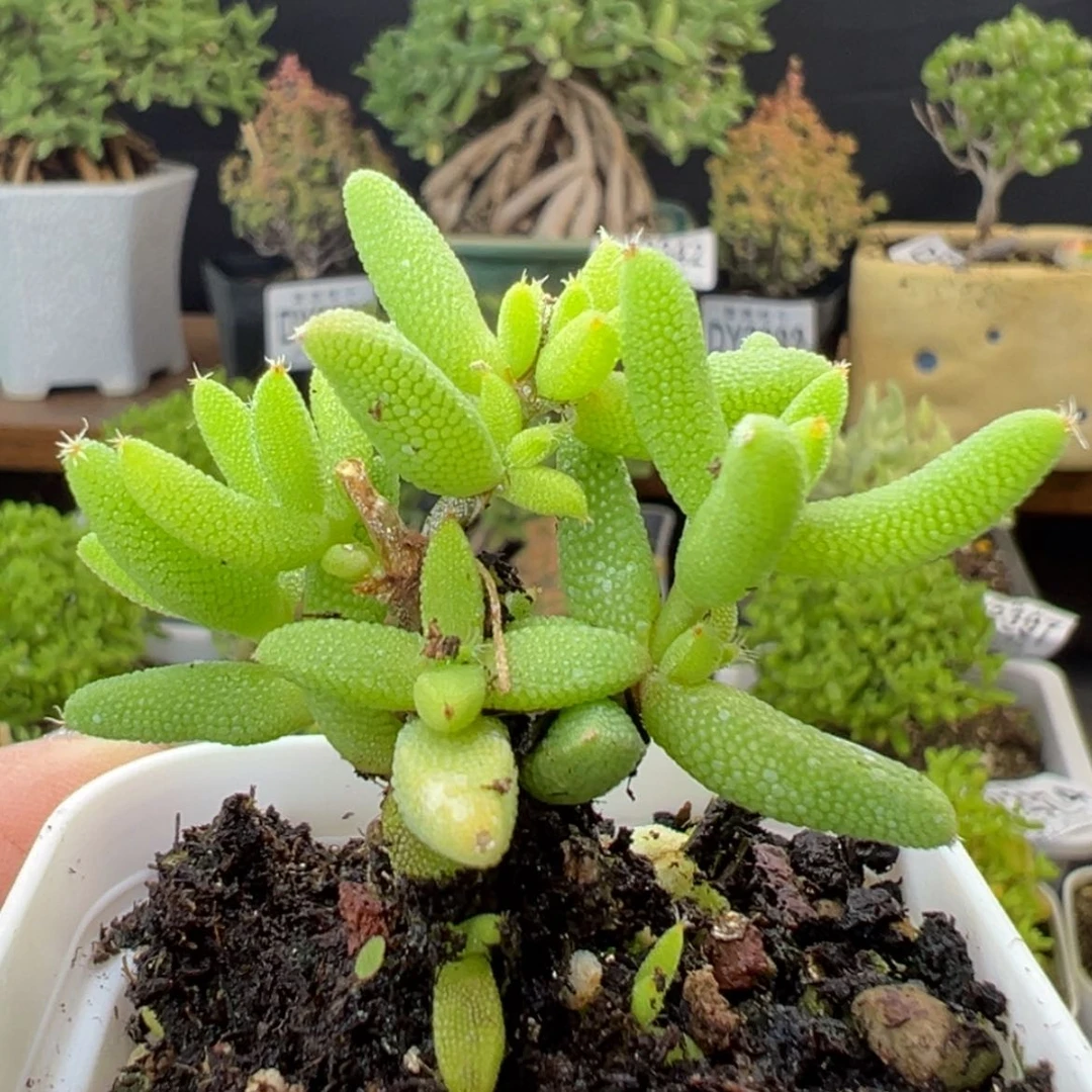 【闪购商品】dy2408小玉米盆口5cm