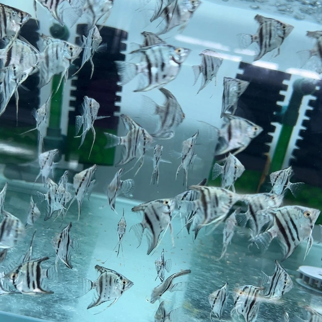 神仙鱼枫***疯蓝魔鬼5条