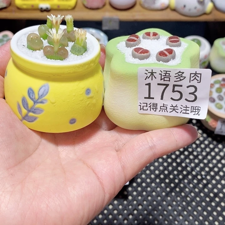 带盆土植物 一物一拍 1753
