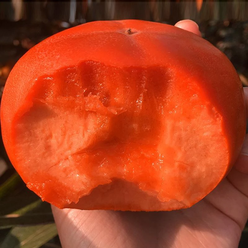 ［精品］柿子树苗无核脆甜柿子，软糯香甜柿子树苗盆栽地栽