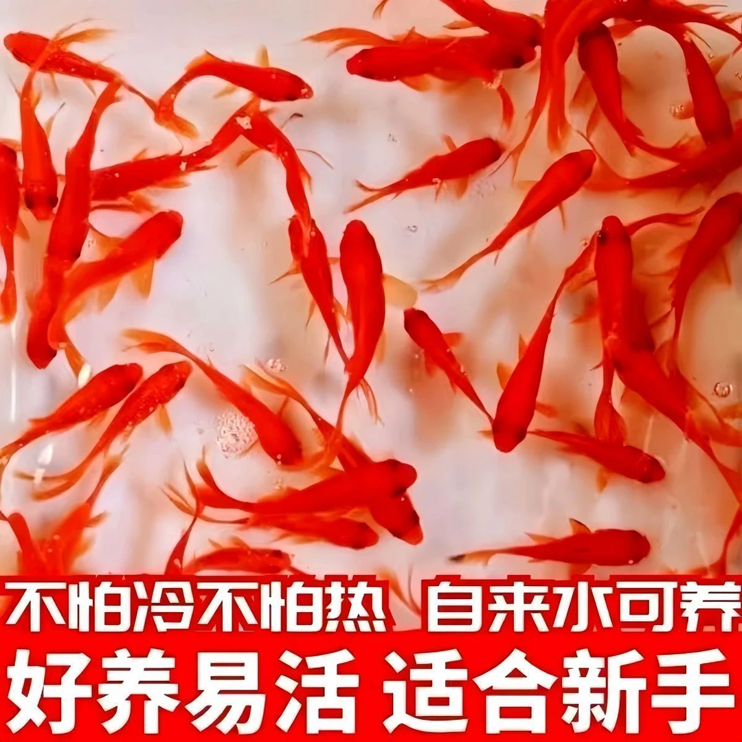 【小红草冷水鱼】零下10度到38度可养好养耐活的冷水观赏鱼草金鱼