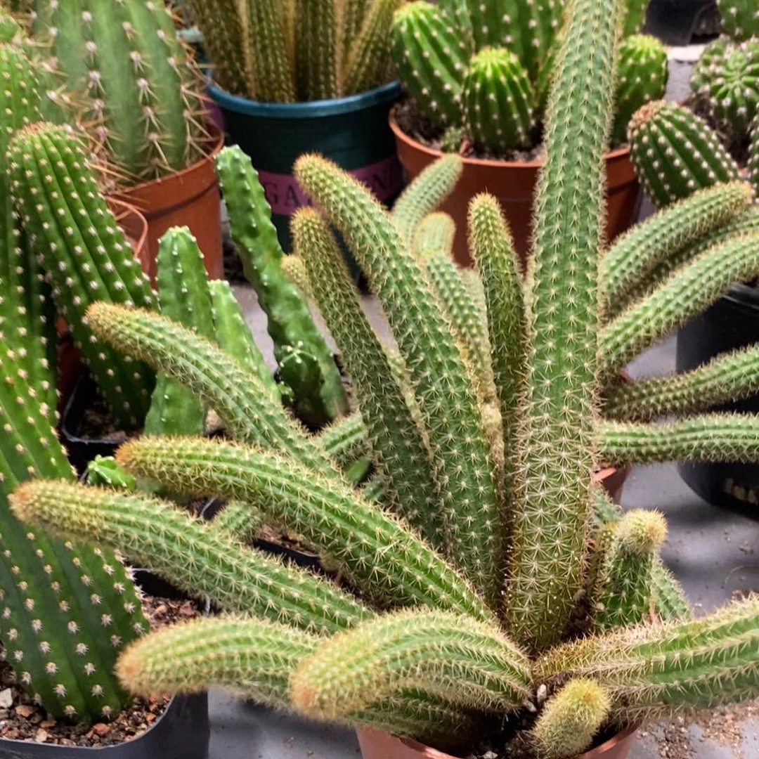 群生新品金妞橙仙子一杯