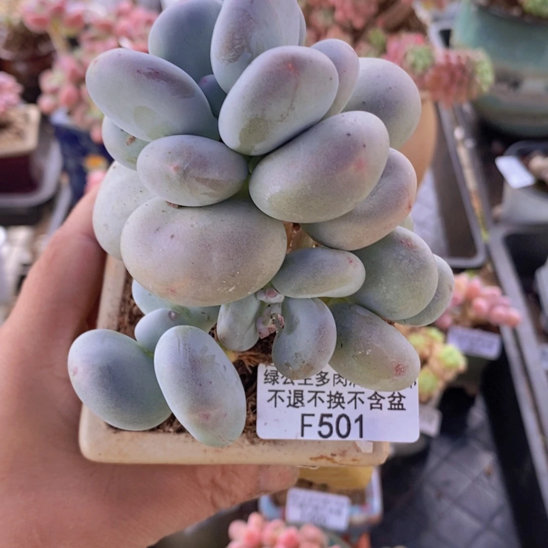 黄金大叶奶8cm501多肉植物