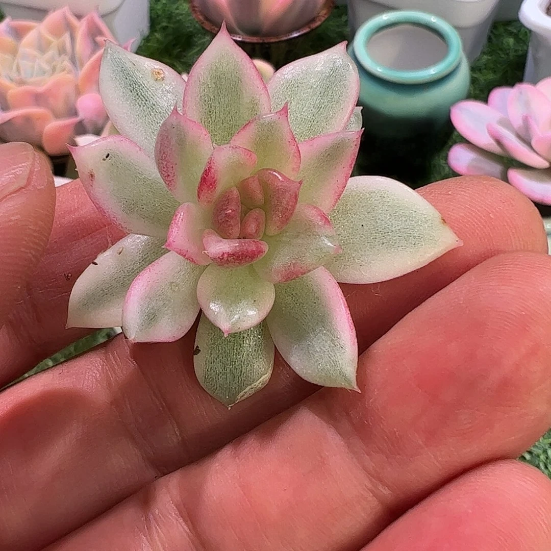 贝***1多肉植物多肉植物