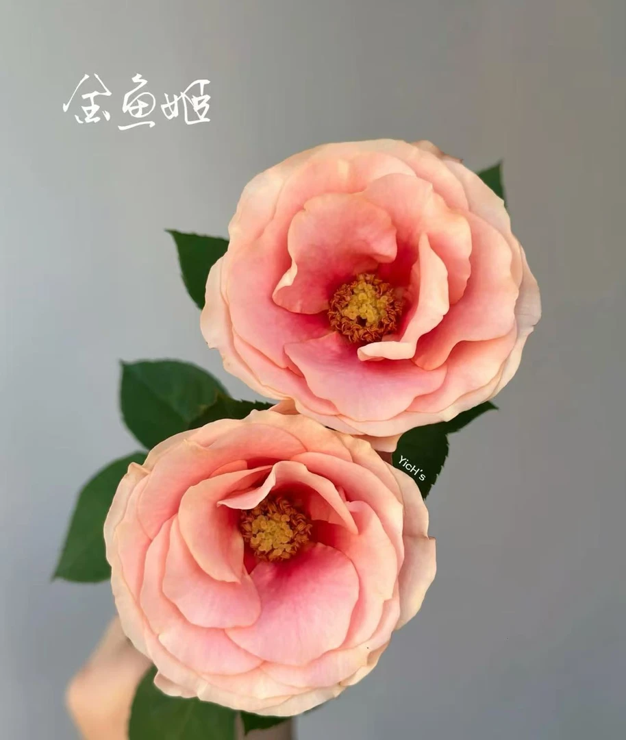 稀有金鱼姬多头玫瑰冷链包邮云南鲜花鲜切花