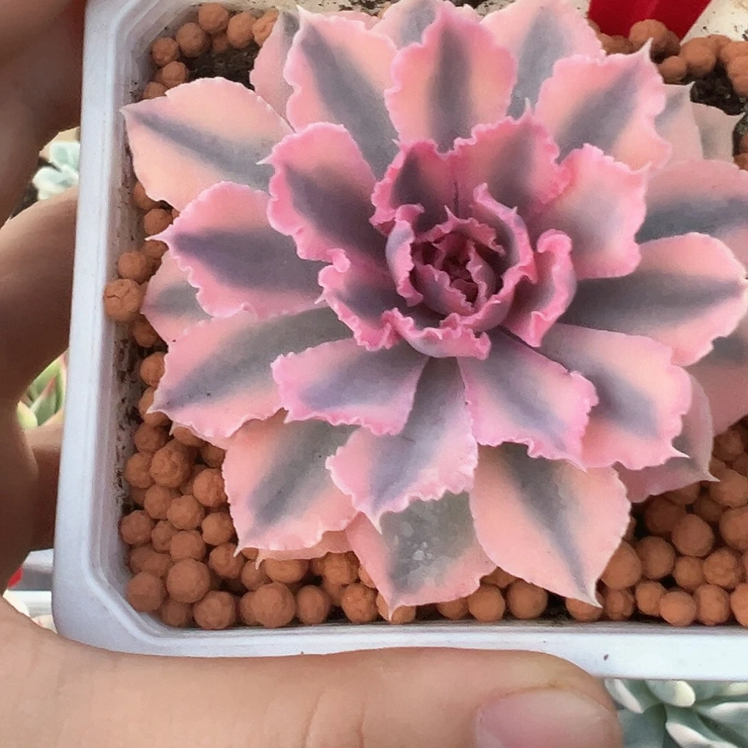 9号晚霞之舞锦多肉植物