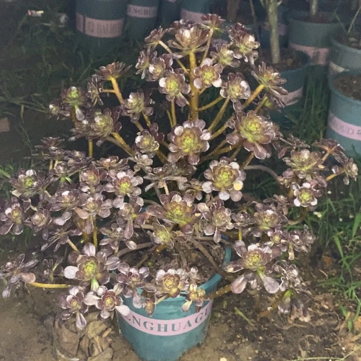 黑珍珠多肉植物055