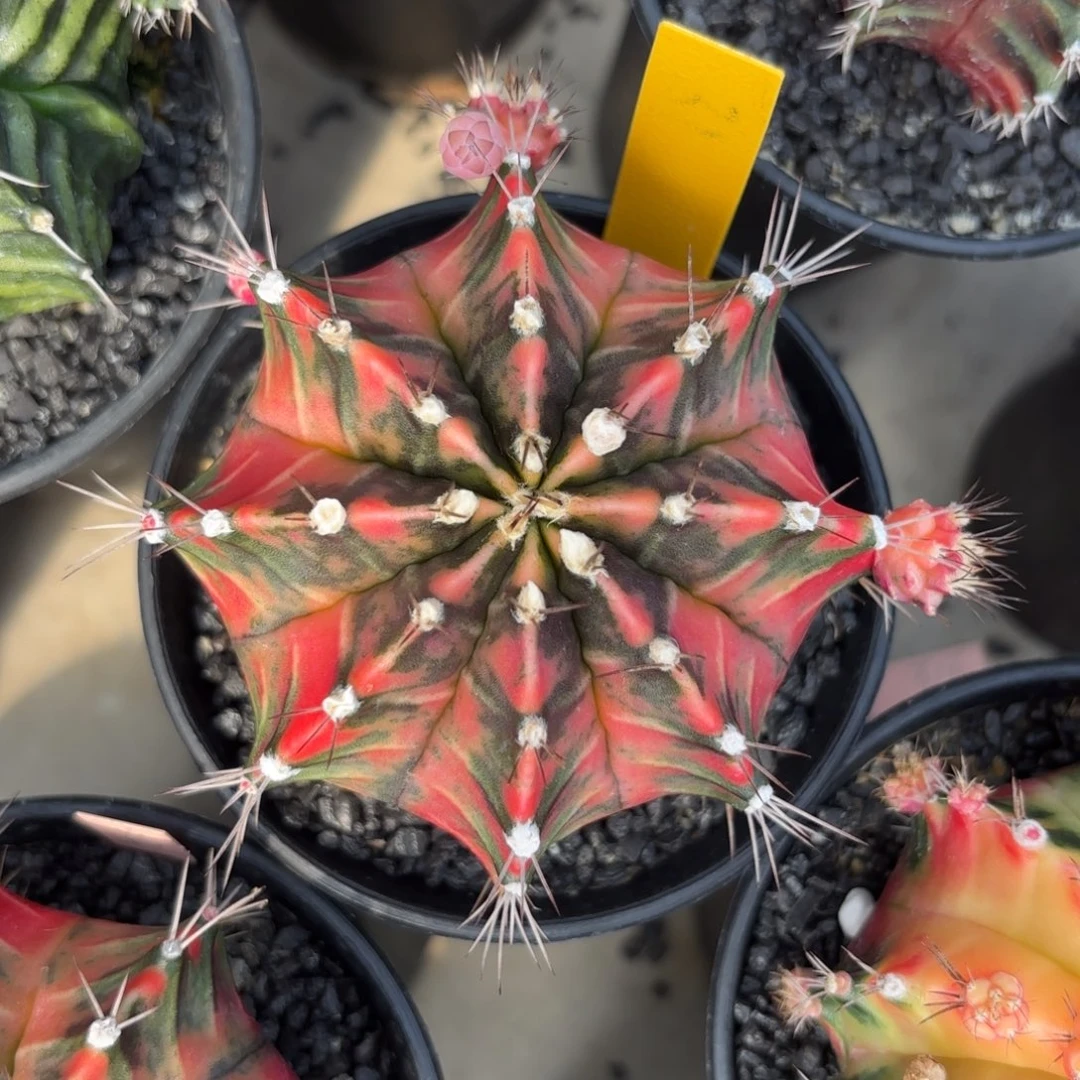 L579-1226泰国发货 212