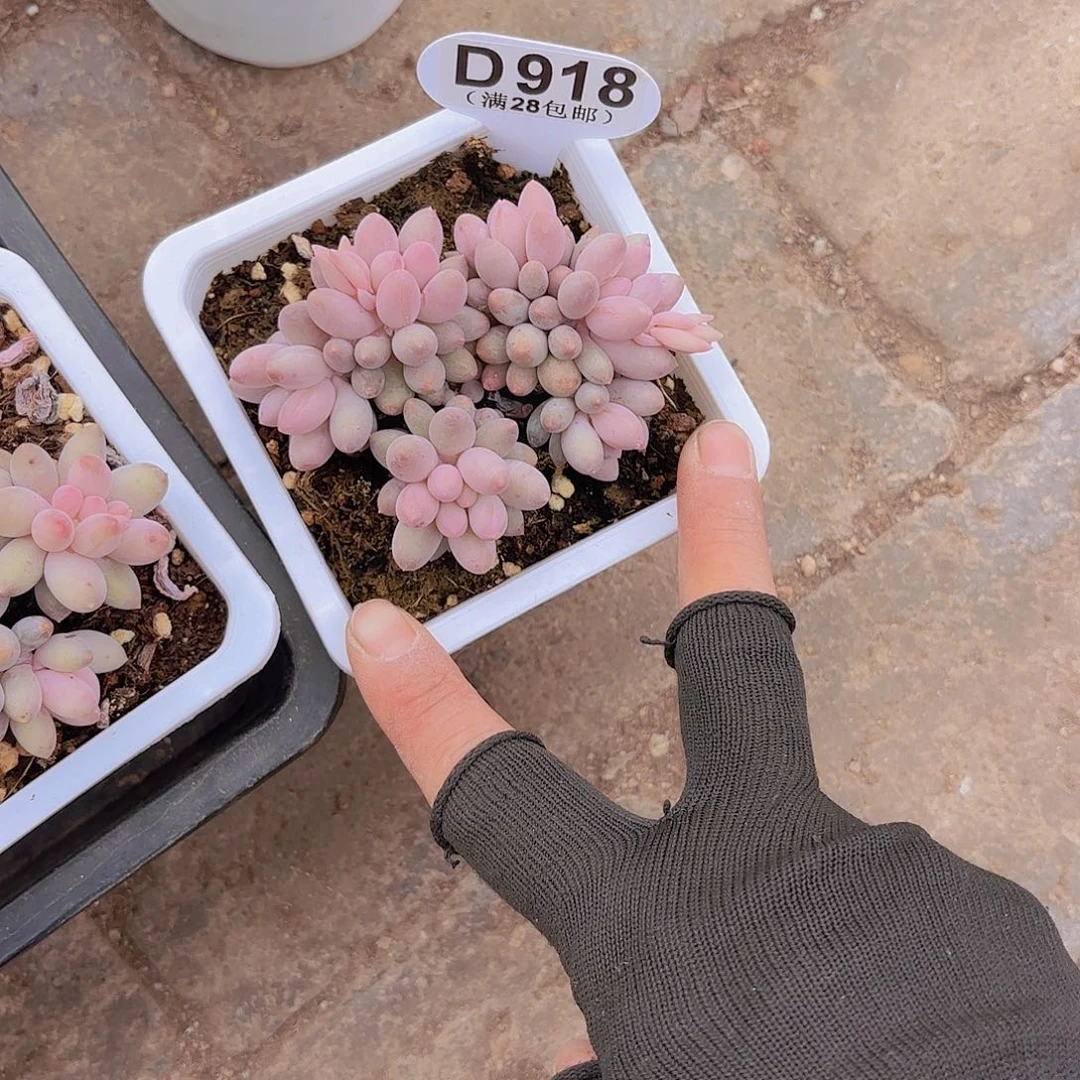 D918婴儿手指一物一拍